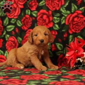 Carol, Mini Goldendoodle Puppy